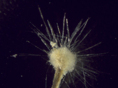 <p>Imagen del<em> Spiculosiphon oceana</em><em>. /</em>Oceana </p>