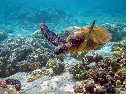 <p>El aumento de las temperaturas favorecería un mayor desarrollo de las hembras de la tortuga verde (<em>Chelonia mydas</em>) en el periodo de incubación de los huevos, perjudicando el desarrollo de los machos. A la larga esto afectaría negativamente a la reproducción de la especie. / Brocken Inaglory</p>