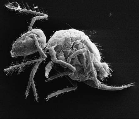 <p>La nueva especie <em>Pygmarrhopalites maestrazgoensis</em>. Imagen: Rafael Jordana y Enrique Barquero.</p>