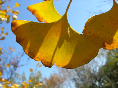 <p>Hoja de <em>Ginkgo biloba</em>. Imagen: Jordi López</p>