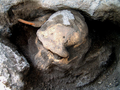<p>Cráneo 5 con dentadura y rostro <em>in situ</em>. / Museo Nacional de Georgia.</p>