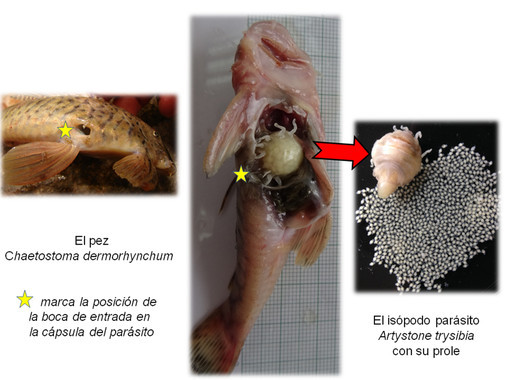 <p>El crustáceo <em>Artystone trysibia</em> en la cavidad abdominal del pez carachama de Ecuador. / Universidad de Alcalá</p>