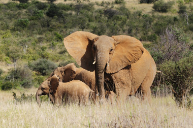 <p>La población de elefantes está disminuyendo a un ritmo del 2% cada año en África a causa de la caza furtiva. / Miquel García</p>