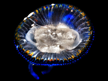 <p>Según los investigadores, las poblaciones de medusas han crecido en ciertas regiones, pero hay otras donde han descendido o fluctúan entre décadas. Imagen: Joan Costa/CSIC</p>