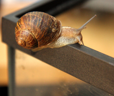 <p>Una investigación en la que participa la Universidad Carlos III de Madrid (UC3M) encuentra evidencias que sugieren que la clave del desplazamiento de los caracoles radica en los complejos movimientos musculares del animal y no en la baba, como se sospechaba hasta ahora. Este hallazgo puede abrir la puerta a la construcción de robots que imiten esta forma de propulsión.</p>