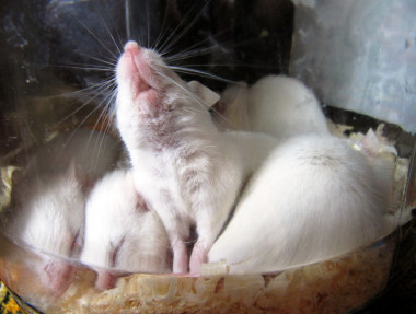 <p>La investigación del CNIO demuestra que el gen Pten tiene efecto antitumoral, reduce la obesidad y aumenta la esperanza de vida. Imagen: Ksalonsweetly</p>