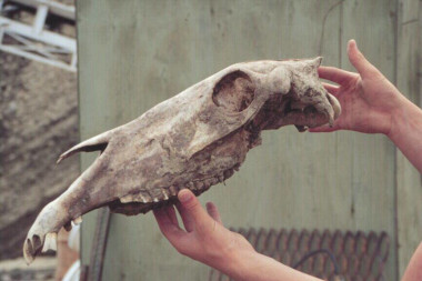 <p>Fósil de équido del Pleistoceno Tardío, hace 43.000 años, con el que se comparó el que ahora han estudiado los científicos. / D.G. Froese</p>