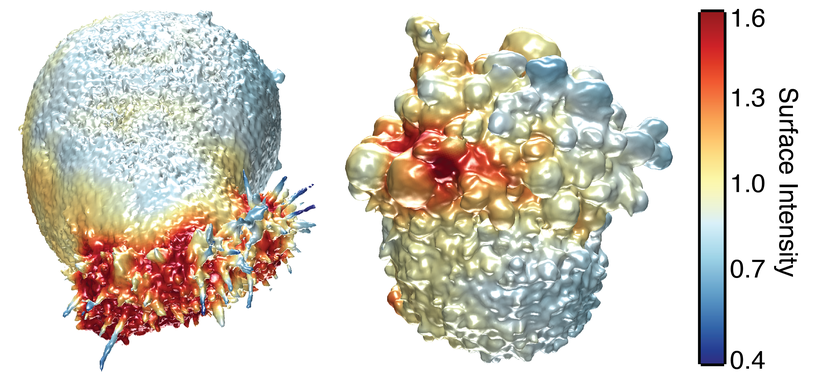 <p>La imagen muestra las superficies extraídas de dos células cancerosas. A la izquierda, una célula de cáncer de pulmón coloreada por la intensidad de la actina y a la derecha, una célula de melanoma coloreada por la actividad de PI3-quinasa cerca de la superficie de la célula. / Welf and Driscoll et al.</p>