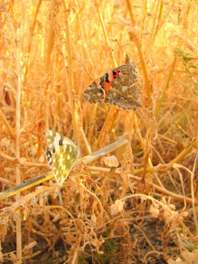 <p><em>Vanessa cardui</em>. Imagen: CREAF.</p>