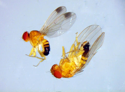<p>Una mosca invasora asiática se apodera de las frutas españolas.</p>