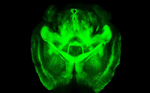 <p>La nueva técnica permite observar un cerebro de ratón transparente. / K. Chung et al. (Univ. Stanford)</p>