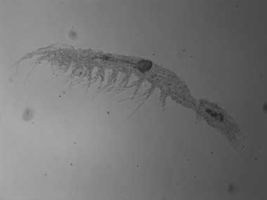 <p><em>Vejdovskybathynella</em> <em>vasconica</em>, la nueva especie de batinela (Ana Camacho, investigadora del MNCN-CSIC</p>