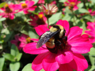 <p><em>Bombus fraternus </em>/ Paul H Williams</p>