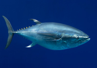<p><em>Tunnus orientalis</em>, Monterey Bay Aquarium / Randy Wilder</p>