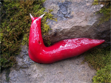 <p>Triboniophorus sp. nov. Kaputar / Michael Murphy</p>