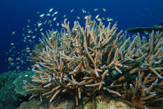 <p>La decoloración de especies como el coral cuerno de arce (<em>Acropora cervicornis</em>) es causada por el aumento de temperatura de los océanos, lo que a su vez obliga a este coral a expulsar a las microscópicas algas zooxantelas, que le proveen de alimento y le otorgan color a su esqueleto calcáreo. / Albert Kok</p>