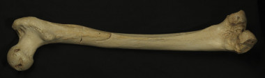 <p>El hueso del muslo de un homínido 400.000 años de edad, de la Sima de los Huesos fue excavado por Arsuaga y su equipo. / Madrid Scientific Films</p>