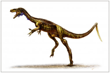 <p>El nuevo dinosaurio <em>Eodromaeus murphi </em>bípedo y depredador.</p>