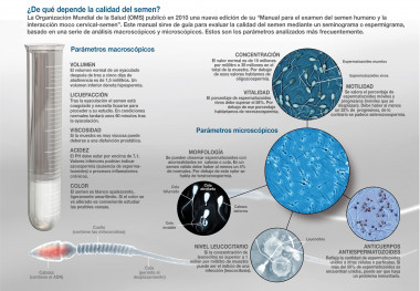 <p>Principales parámetros de la calidad seminal. Imagen: SINC</p>