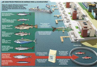 <p>¿Se usan peces frescos para harinas en acuicultura?</p>