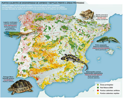 <p>Los ‘puntos calientes’ (o <em>hotspots</em>) de biodiversidad de vertebrados dentro de la Península Ibérica, que suponen el 3,7% del territorio, están desprotegidos en su gran mayoría.</p>