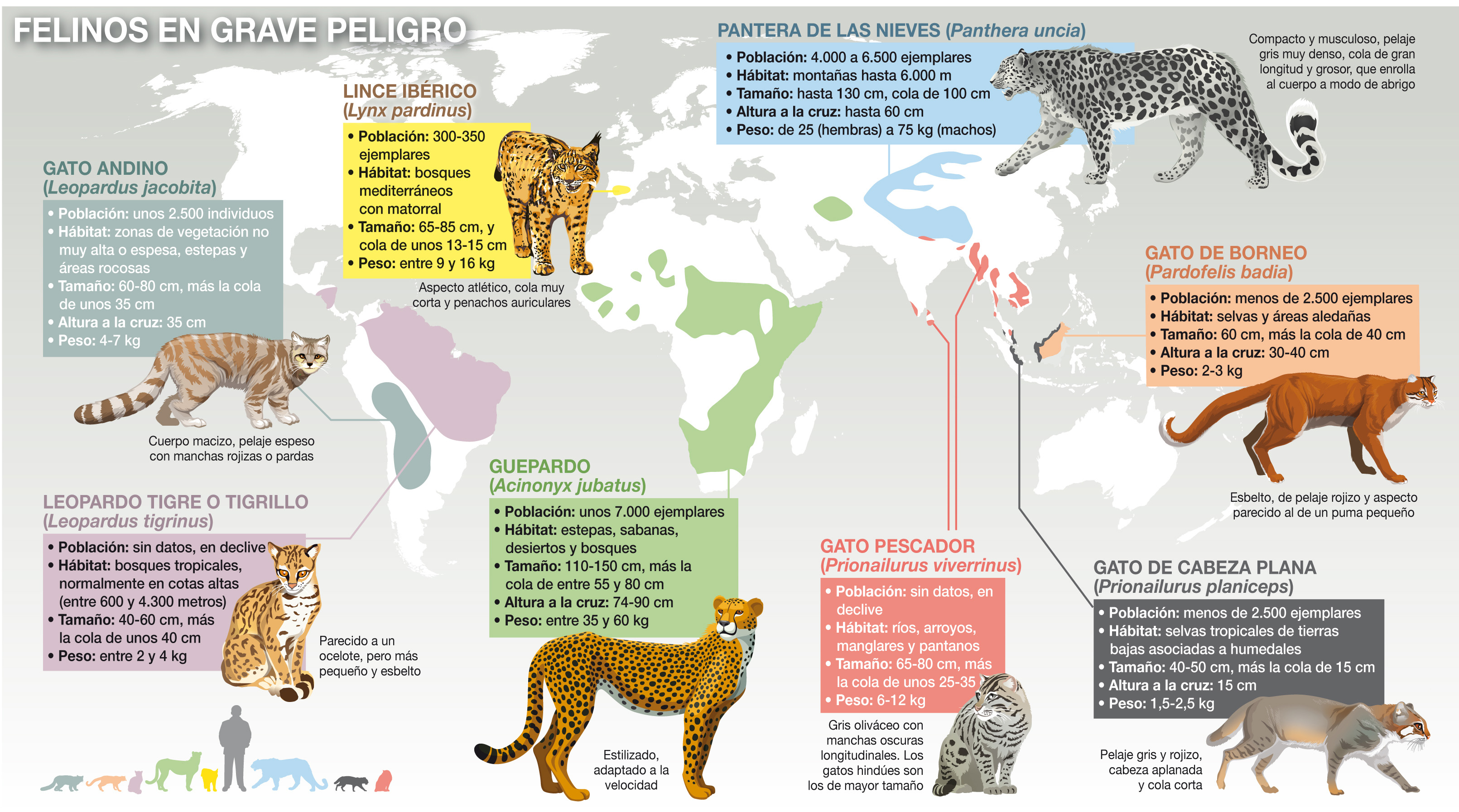 La pérdida de hábitat amenaza a los felinos del mundo / Infografías