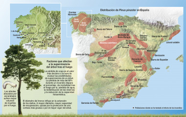 <p>El estudio estima la probabilidad de supervivencia tras las llamas del <em>Pinus pinaster </em>y ayuda a<em> </em>propietarios y comunidades de montes a tomar decisiones después de un incendio. Imagen: Manuel M. Ramos.</p>