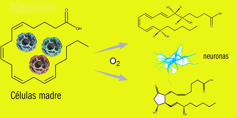 <p>Las células madre (las “pelotitas” de colores de la izquierda del gráfico) se caracterizan por tener muchos metabolitos con estructuras químicamente insaturadas. Mediante procesos oxidativos (el O2 del gráfico se refiere a oxigeno), estas estructuras insaturadas se transforman en otros metabolitos que promueven o facilitan el proceso de diferenciación hacia células adultas maduras (derecha del gráfico).</p>