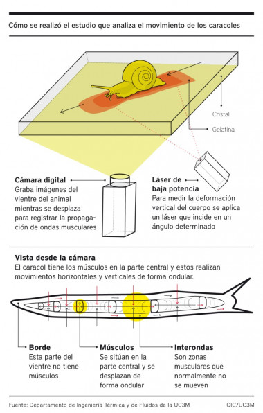 <p>Infografía de cómo se realizó el estudio del movimiento de los caracoles</p>