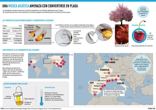 <p><em>Drosophila suzukii</em>, de origen asiático, recorre desde hace poco la geografía española.</p>