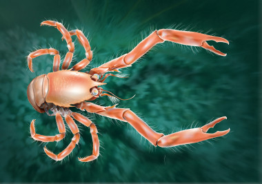 <p>Ilustración del <em>Uroptychus cartesi, </em>hallado a más de 1.400 metros de profundidad frente a las costas de Galicia. Imagen: SINC</p>
