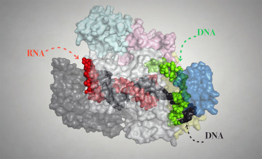 <p>Representation of the Cpf1 protein in complex with its target RNA and target DNA. The determination of its structure at high resolution has allowed to reveal the modus operandi of this genetic engineering tool. / University of Copenhagen</p>