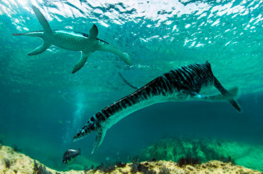 <p>The leptocleididae, whose remains have been found for the first time on the Iberian Peninsula, were smaller plesiosaurs with shorter necks living in shallow waters. / <a href="https://www.agenciasinc.es/En-exclusiva/PROGRAMADOS/Leptocleididos-en-la-peninsula-iberica" target="_blank">José Antonio Peñas</a></p>
