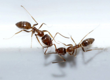 <p>Argentine Ant (<em>Linepithema humile</em>). / <a href="http://eol.org/data_objects/32264650" target="_blank">Lek Khauv</a></p>