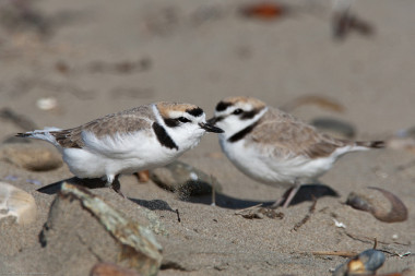 <p>Two snowy plover (<em>Charadrius nivosus</em>) in a beach in California (EE UU). / <a href="https://www.flickr.com/photos/mikebaird/4547499734/in/photostream/" target="_blank">Mike Baird</a></p>