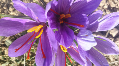 <p>The crimson stigma of the saffron flower is one of the oldest and most expensive spices in the world. / Consejo Regulador DOP Azafrán de La Mancha</p>