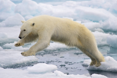 <p>A polar bear (<em>Ursus maritimus</em>) jumping on fast ice, north of the Svalbard islands in Norway. / <a href="http://es.wikipedia.org/wiki/Ursus_maritimus#/media/File:Polar_Bear_AdF.jpg" target="_blank">Wikipedia</a></p>