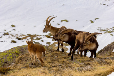 <p>Mountain goat (Capra pyrenaica) in the Guadarrama National Park (Madrid, Spain) / <a href="https://www.flickr.com/photos/globuloblanco/33582892133/in/photolist-TaB6PB-7fDFtq-6Huoc2-4KHwn4-hHWKTz-8b4NxB-ej6Cmj-5Ho8zX-5xJeuk-562PMC-8b4N4g-5tiEWN-5SjsG3-64HkfG-4KshvN-76WCgq-adA1mP-7sdrti-cBE16q-4KnZZX-KyHsgQ-kwj84-4KHx5a-9GGtnu-eg1dtA-4KMNyj-95rpJt-9SnP3Z-oWTpuj-oYTuQo-G9BEBN-cdcWr3-ebxbV-7u7QY5-HUVuH-bgXE6H-7mCU52-6Z6aXX-5ci6T5-oUiLFe-gtTAgp-7zVaEz-gtSCP3-gtTne5-gtTKi2-gtT7nR-gtTx4A-8BsGBN-gtS5su-eg9AR6" title="Ir a la galería de Javier Ábalos Alvarez" target="_blank">Javier Ábalos Alvarez</a></p>