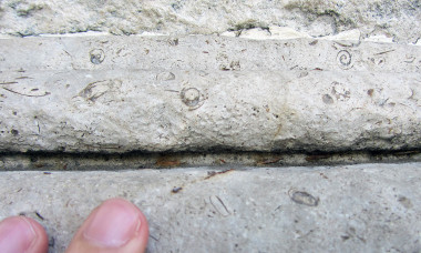 <p>In the Fountain of Apollo stone (shown in the image) and the four fountains facing the Museo del Prado, the <em>Trochactaeon lamarcki</em> fossils, a species of gastropod which lived around 85 million years ago, are easily seen. / D.M. Freire-Lista /IGEO </p>