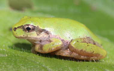 <p>The Japanese tree frog (<em>Hyla japonica</em>). / <a href="https://commons.wikimedia.org/wiki/Category:Hyla_japonica#/media/File:Hyla_japonica_on_leaf.JPG" target="_blank">Alpsdake</a></p>