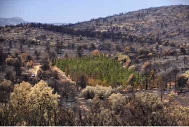 <p>Study area in eastern Spain, showing the plot of Cypress that survived the forest fire of Andilla in 2012. Ravine of the Herbasana, Jerica (Spain). / G. Della Rocca et al.</p>
