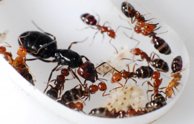<p>In this artificial anthill, the queen, workers and larvae are visible. / Alberto Sánchez Martín</p>