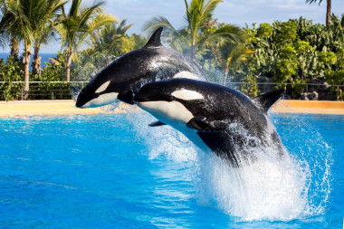 <p>Los investigadores no han podido comparar estos resultados con el de sus primos los delfines porque es el primer estudio en el que se obtiene el perfil de personalidad de un cetáceo / Fundación Loro Parque</p>
