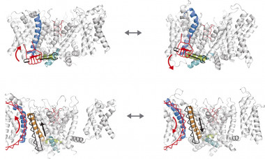 <p>Representation of the two voltage coupling models in a potassium ion channel. Above, the canonical model: the voltage sensor (blue helix) acts as a lever that moves the linker (green segment), causing the turquoise helix in the lower part of the pore to adjust to open or close it. Bottom, the non-canonical coupling mechanism: the voltage sensor (blue helix) adjusts to an upper part of the pore (orange helix) like a zipper, which again impacts on the turquoise helix by affecting the pore state, opening it or closing it. / Credit: Fernández-Mariño et al./ WISC</p>