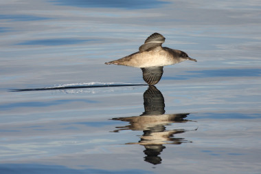 <p>The Balearic shearwater is the most threatened sea bird in Europe. / Beneharo Rodríguez</p>