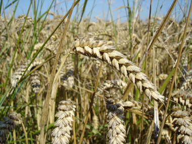 <p>Wheat, one of the most widely consumed grains in the world, contains gluten, a mixture of proteins that can be toxic for people with coeliac disease. / <a href="https://upload.wikimedia.org/wikipedia/commons/b/b4/Wheat_close-up.JPG" target="_blank">Wikipedia</a> </p>
