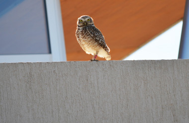 <p>A burrowing owl in an urban environment in Argentina / Natalia Rebolo</p>