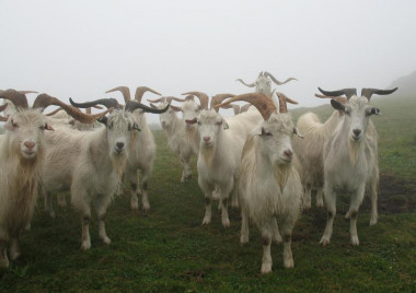 <p>The global gene pool of the goat is seriously under threat / SERIDA.</p>