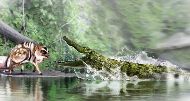 <p><em>Diplocynodon ratelii</em>, which is very similar in appearance to today’s caimans, stalked small prey, such as rodents and other extinct fish. / <a href="http://www.agenciasinc.es/En-exclusiva/PROGRAMADOS/Los-ultimos-caimanes-que-vivieron-en-Espana2" target="_blank">José Antonio Peñas (SINC)</a></p>