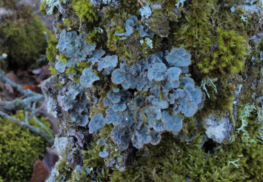 <p><em>Lobarina scrobiculata </em>lives on trees. / Sonia Merinero</p>